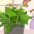 Beskärning av kalanchoe