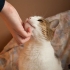 Uppfostra katter