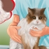 Identifiera klumpar på din katt