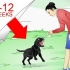 Labrador retrievers träning