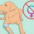 Uppfödning av labradorer