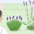 Odla lavendel i krukor