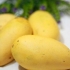 Förvaring av mango