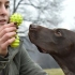 Leker med din hund
