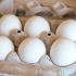 Färga påskägg