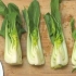 Förbered pak choi