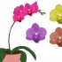 Phalenopsis orkidéer (fjärilsorkidéer) vård