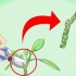 Plumeria sticklingar