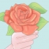 Plantera rosor