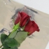 Håller rosor fräscha