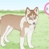 Uppfödning av siberian huskies