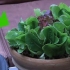 Odla sallad inomhus