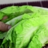 Hålla sallad färsk