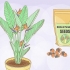 Odling av strelitzia