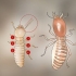 Identifiera termitlarver