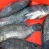 Grilla tilapia