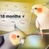 Uppfödning av cockatiels