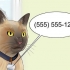 Flytta med en katt