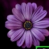 Se google bilder