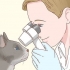 Ta hand om en blind katt