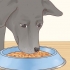 Ta hand om en labrador retriever