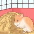 Ta hand om hamsterbebisar