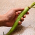 Förbereder wasabi