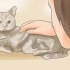 Att veta om din katt är döende