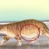 Diagnostisera maskar hos en katt