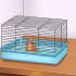 Få din hamster att lita på dig