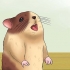 Håll din hamster sval i varmt väder