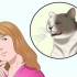 Se till att din katt inte plockar sig själv