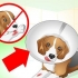 Ta hand om en hund med stygn