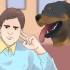 Ta hand om en rottweilervalp