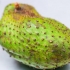 Att göra soursop juice